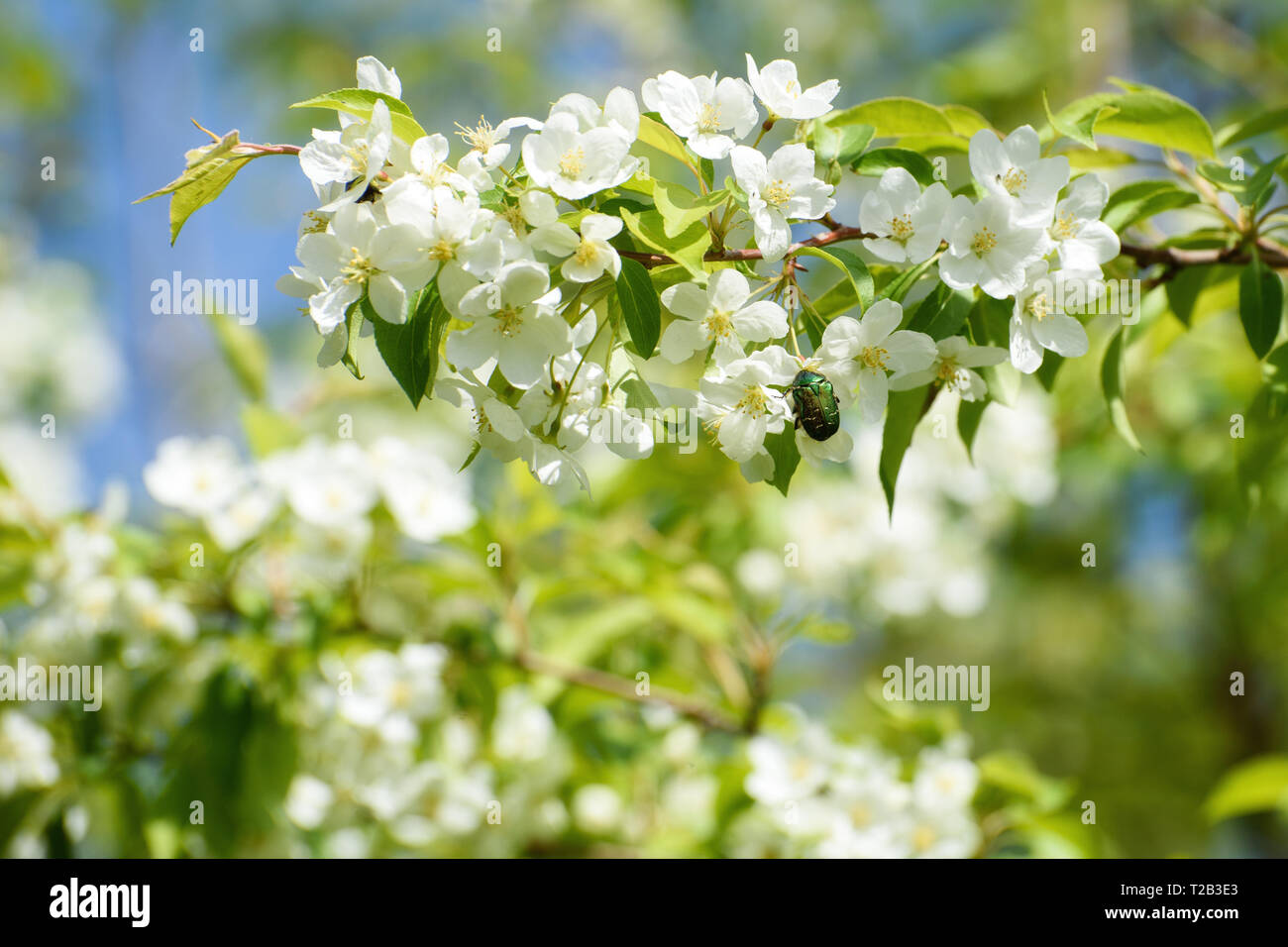 Paysage de printemps : Branche de pommier en fleurs avec petit coléoptère de jardin à Sunny Day Banque D'Images