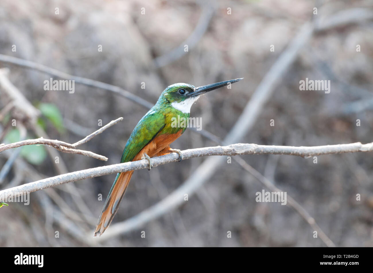 Jacamar à queue roux (Galbula ruficauda) dans le Pantanal au Brésil Banque D'Images Jacamar à queue roux (Galbula ruficauda) dans le Pantanal au Brésil Banque D'Images