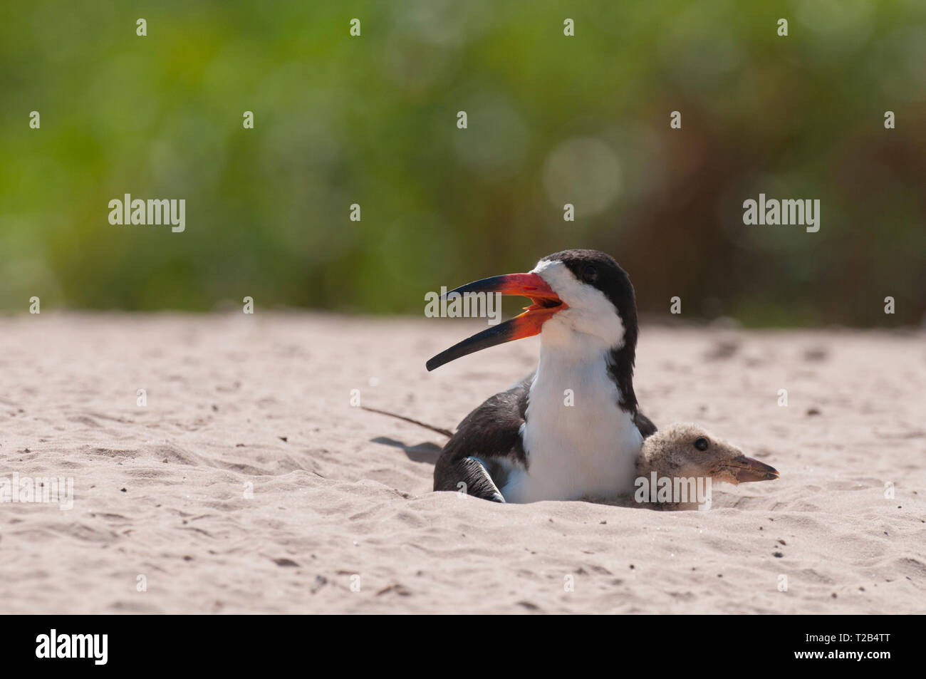 Black skimmer (Rhynchops niger) le nid avec les jeunes dans le Pantanal au Brésil Banque D'Images Black skimmer (Rhynchops niger) le nid avec les jeunes dans le Pantanal au Brésil Banque D'Images