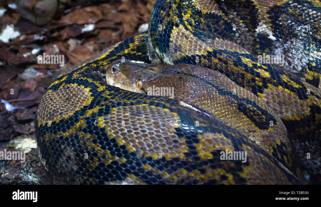 Un adulte python réticulé (Python reticulatus), un des plus grands ...