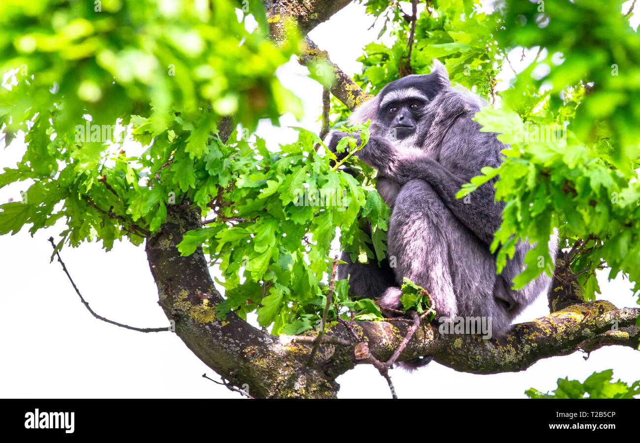 Un gibbon argenté (Hylobates moloch) reposant dans le couvert forestier. Banque D'Images