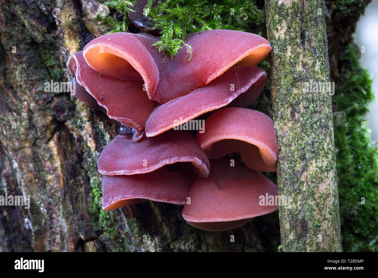 Un groupe d'oreille gelée de champignon (Auricularia auricula-judae) pousse sur un arbre dans l'Ercall près de Telford, Shropshire, Angleterre. Banque D'Images