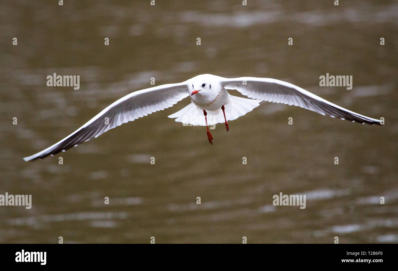 Une Mouette rieuse (Chroicocephalus ridibundus, également appelé Larus ridibundus) montrant le plumage d'hiver et voler au-dessus de la rivière Severn à Shrewsbury, Banque D'Images