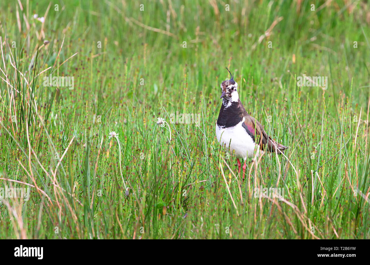 Du nord un adulte sociable (Vanellus vanellus) se tient dans l'herbe haute à l'Loch Gruinart réserve naturelle sur l'île d'Islay, en Écosse. Banque D'Images