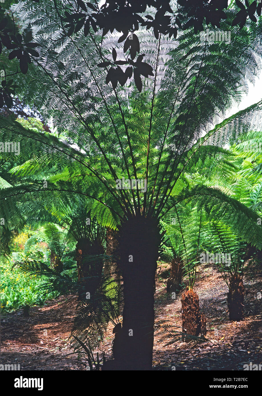 Sous un Cornish tropical jardin agrémenté d'un close up de Dicksonia antarctica fougère arborescente Banque D'Images