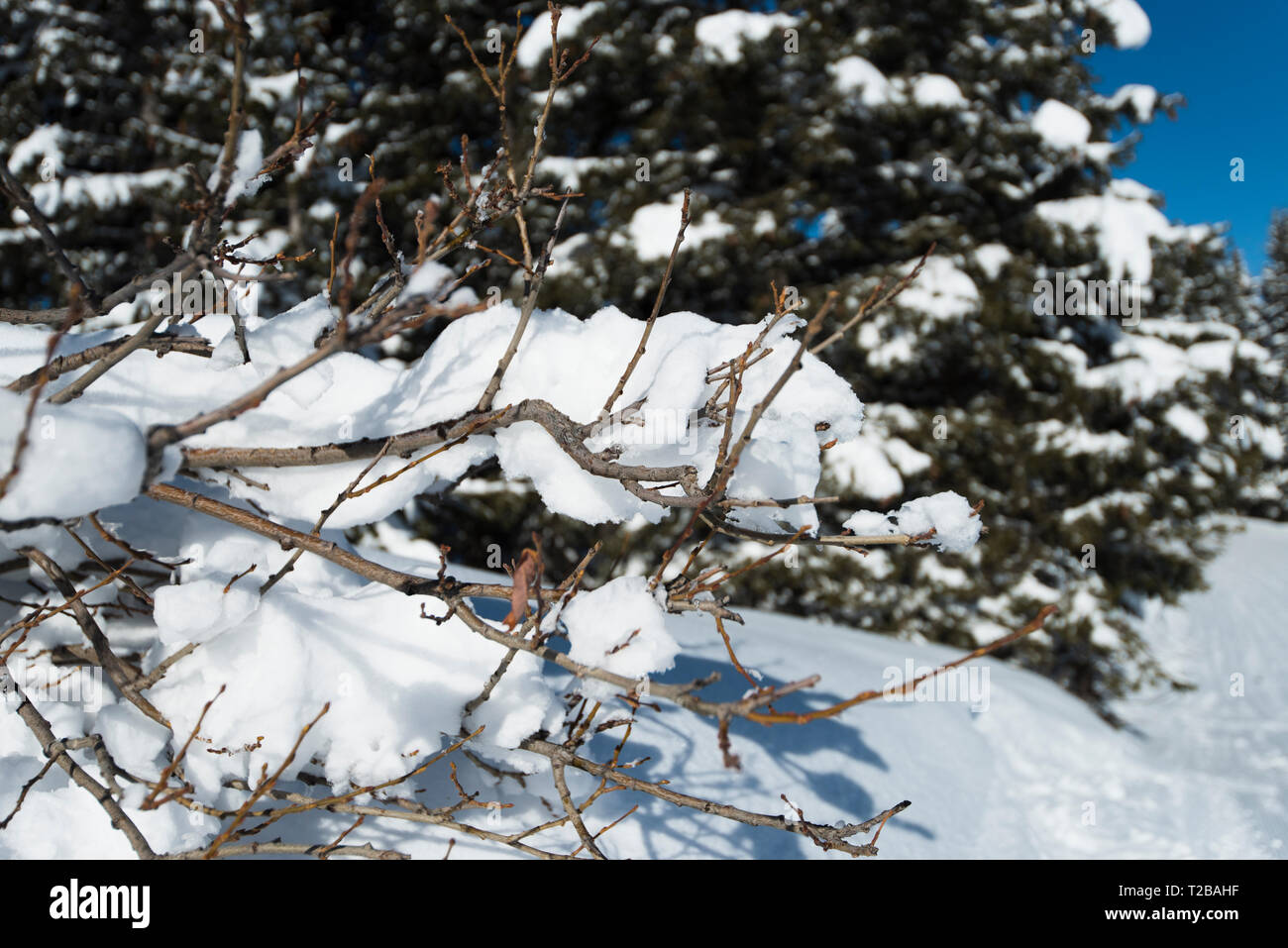 Avis de neige couvertes de conifères alpins des pins sur montagne en hiver avec closeup détail de branches Banque D'Images