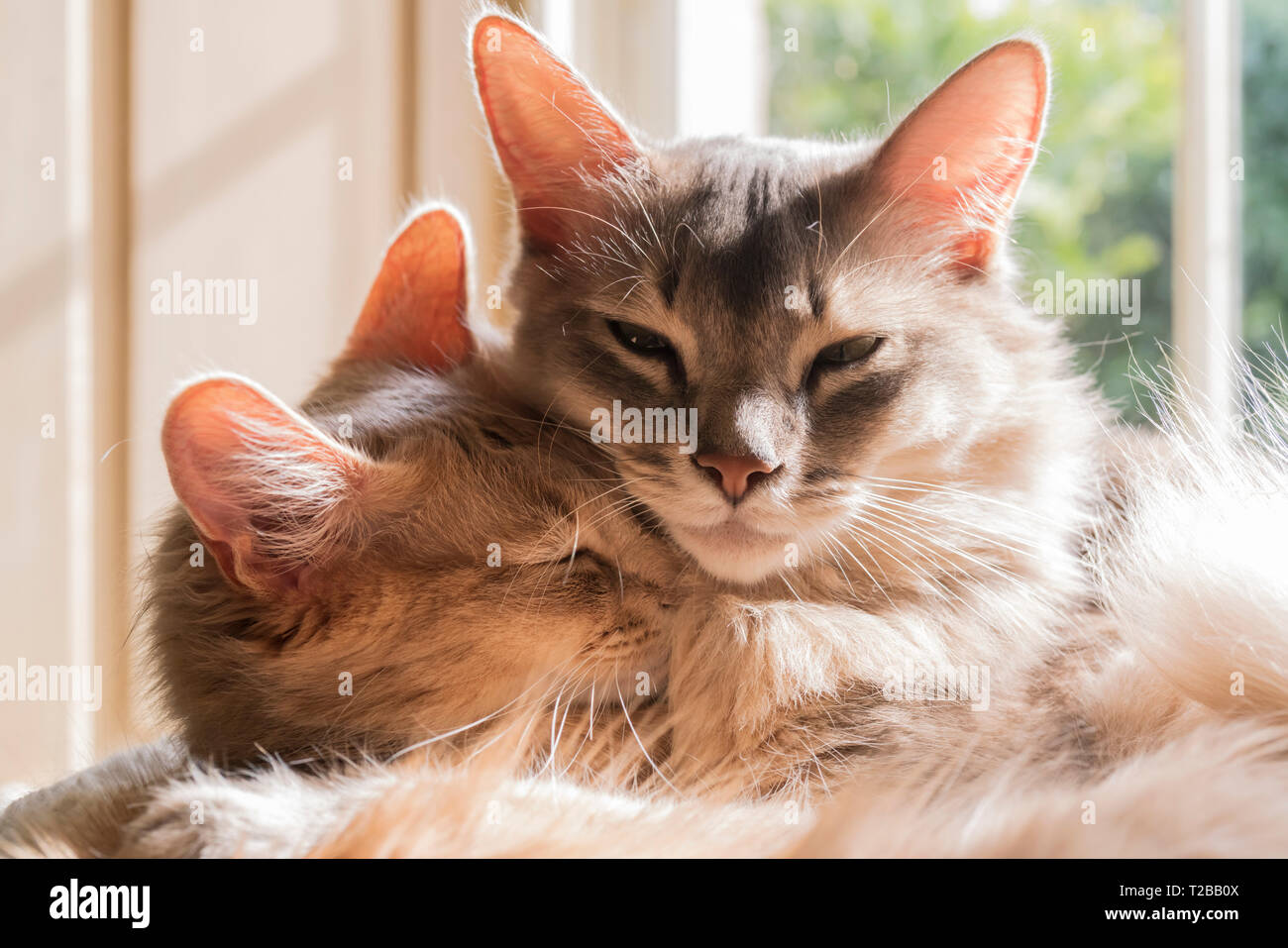 Race De Chat Somali Shadow Est Un 4 Year Old Male Bleu Et Kasha Est Un 1 Year Old Fawn Femelle Les Somaliens Ont De Grandes Oreilles Photo Stock Alamy Race De Chat Somali Shadow Est Un 4 Year Old Male Bleu Et Kasha Est Un 1 Year Old Fawn Femelle Les Somaliens Ont De Grandes Oreilles Photo Stock Alamy