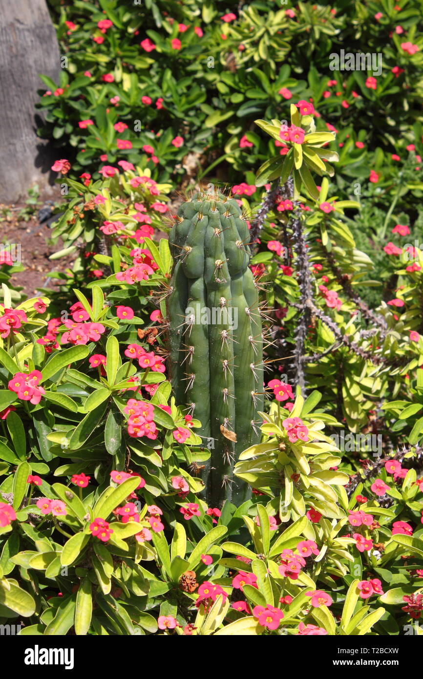 Composition de plantes succulentes avec Euphorbia milii Banque D'Images