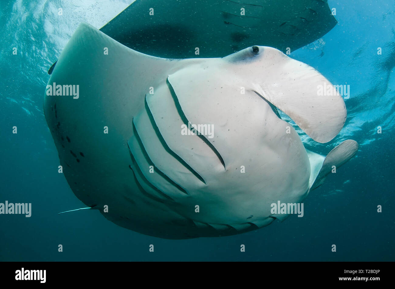 Manta Ray se nourrit de copépodes dans la région de la baie Hanifaru, aux Maldives. Banque D'Images