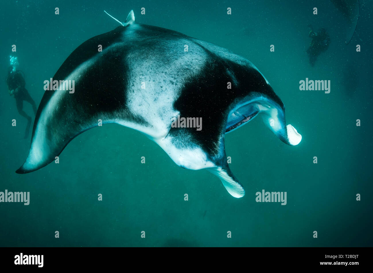 Manta Ray se nourrit de copépodes dans la région de la baie Hanifaru, aux Maldives. Banque D'Images