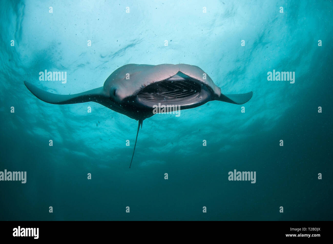 Manta Ray se nourrit de copépodes dans la région de la baie Hanifaru, aux Maldives. Banque D'Images