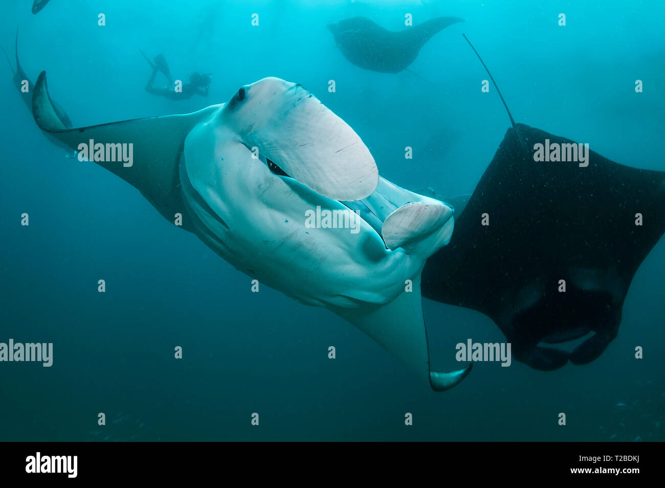 Les raies manta se nourrissent de plancton dans la région de la baie Hanifaru, aux Maldives. Banque D'Images