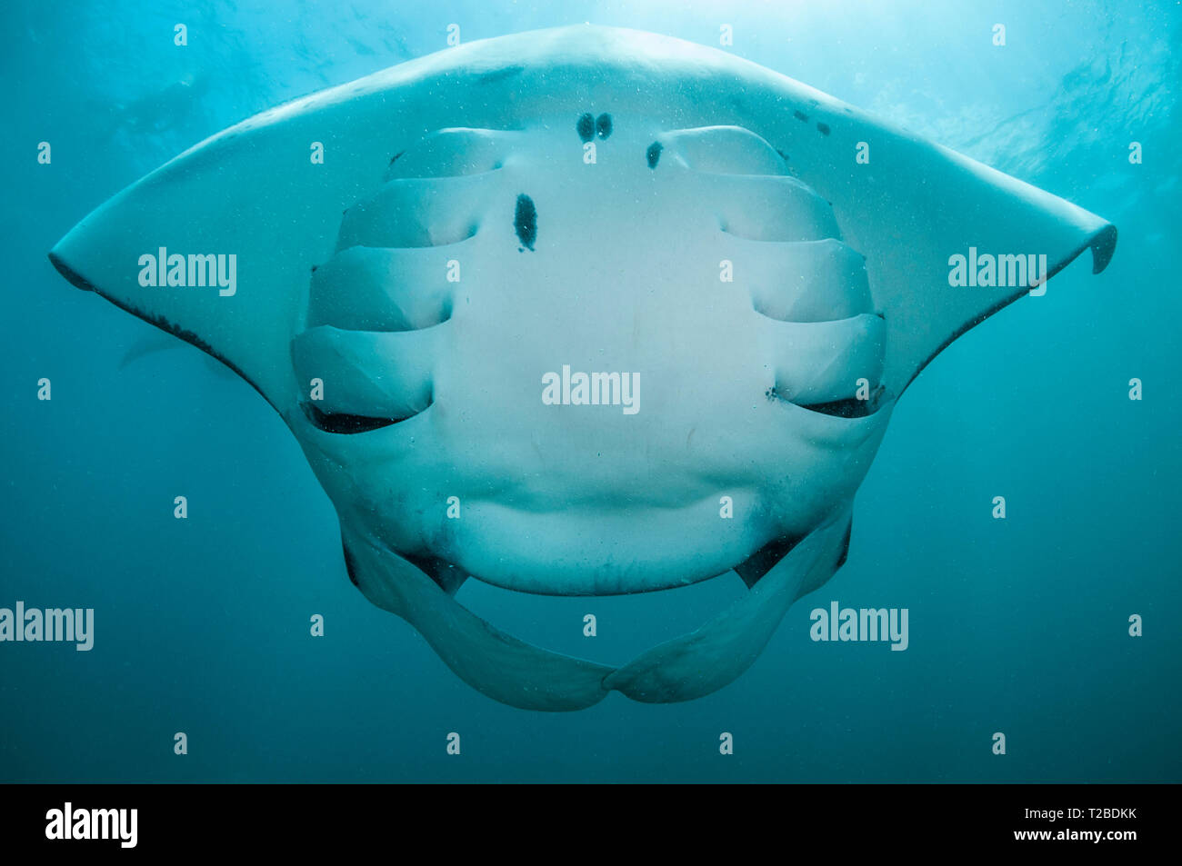 Manta Ray se nourrit de copépodes dans la région de la baie Hanifaru, aux Maldives. Banque D'Images