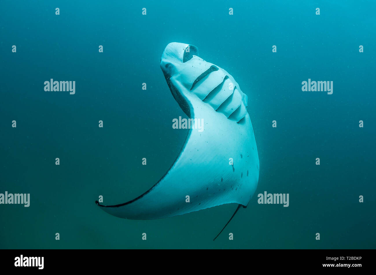 Manta Ray se nourrit de copépodes dans la région de la baie Hanifaru, aux Maldives. Banque D'Images