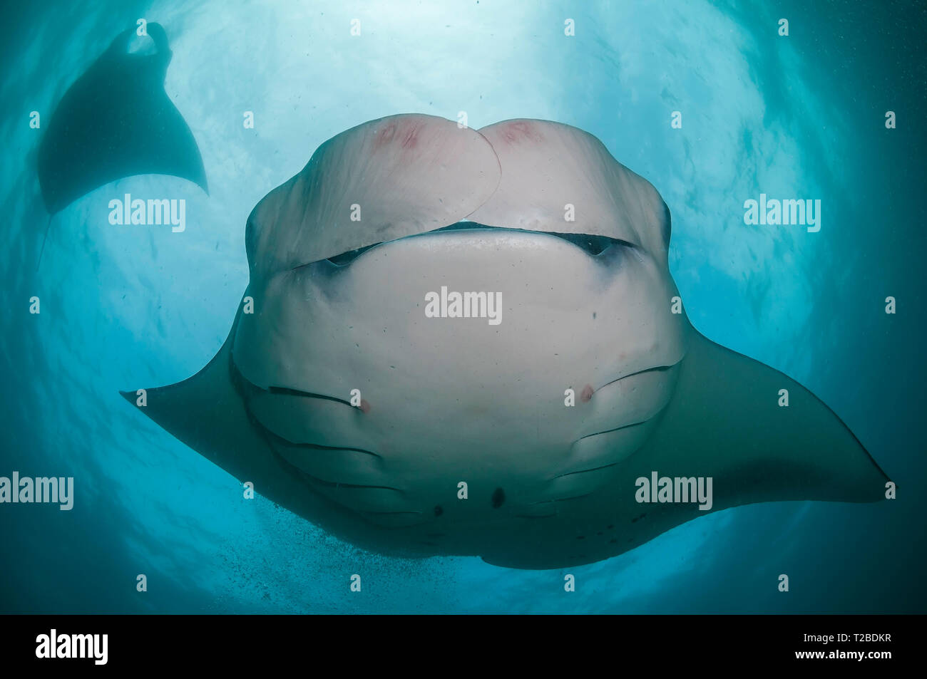 Manta Ray se nourrit de copépodes dans la région de la baie Hanifaru, aux Maldives. Banque D'Images