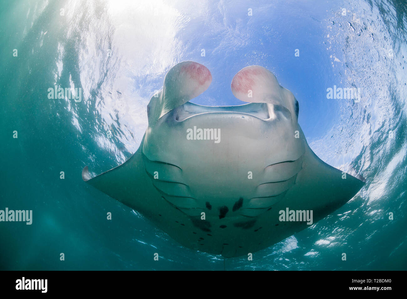 Manta Ray se nourrit de copépodes dans la région de la baie Hanifaru, aux Maldives. Banque D'Images