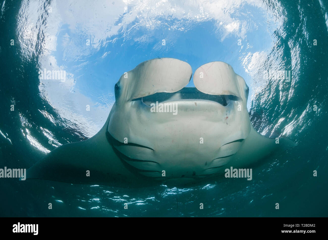 Manta Ray se nourrit de copépodes dans la région de la baie Hanifaru, aux Maldives. Banque D'Images