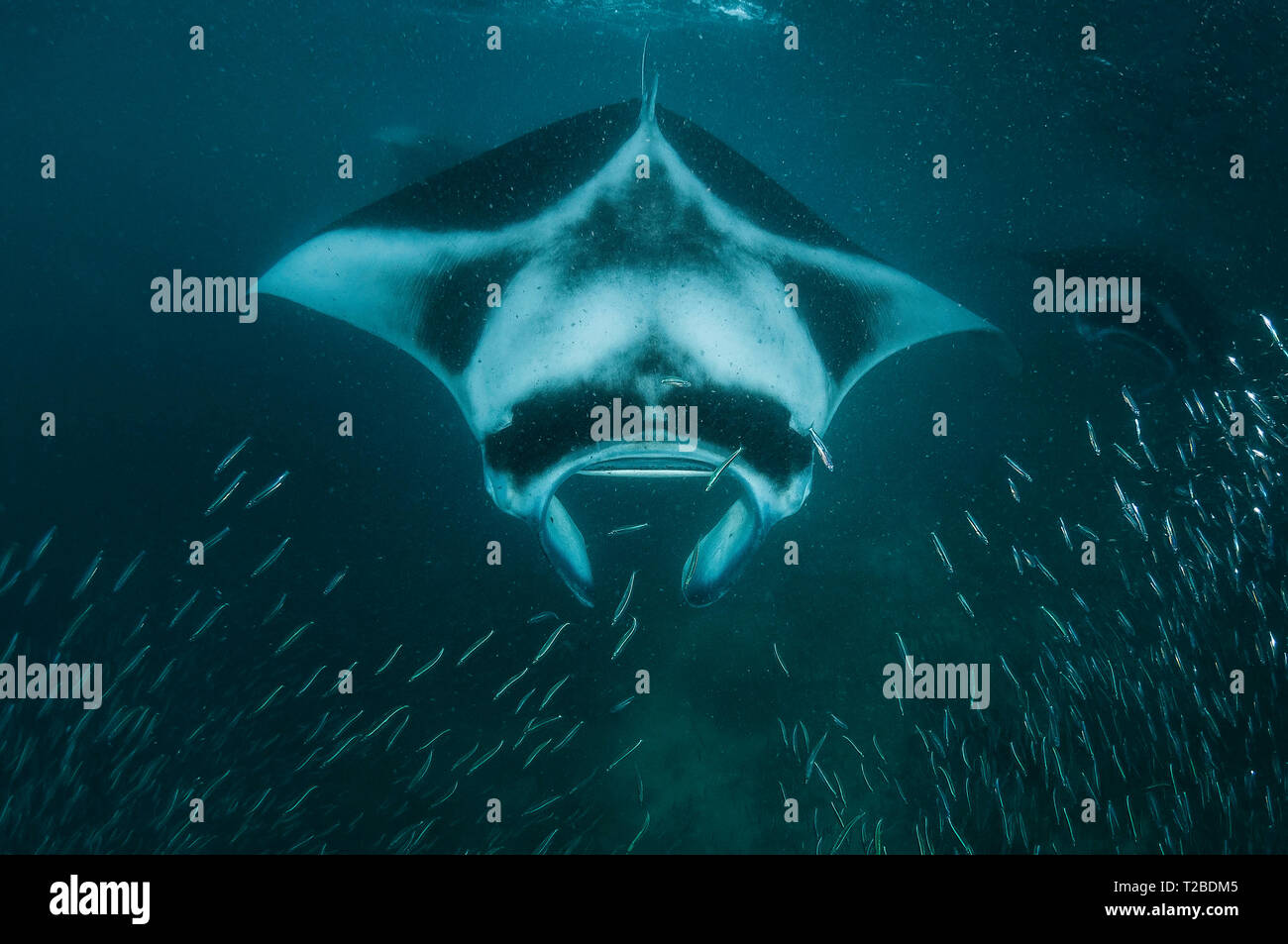 Manta Ray se nourrit de copépodes dans la région de la baie Hanifaru, aux Maldives. Banque D'Images