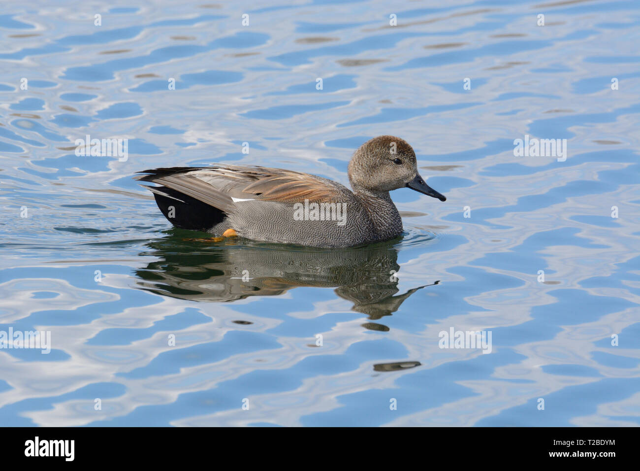 Canard canard chipeau mâle ou Mareca strepera drake natation sur le lac Banque D'Images