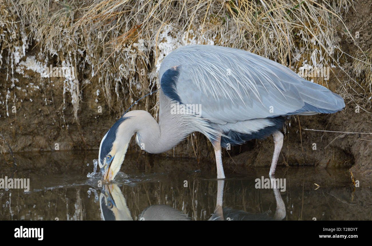 Grand héron Ardea herodias ou bec plongeant dans l'eau au bord du lac pour capturer les poissons Banque D'Images Grand héron Ardea herodias ou bec plongeant dans l'eau au bord du lac pour capturer les poissons Banque D'Images