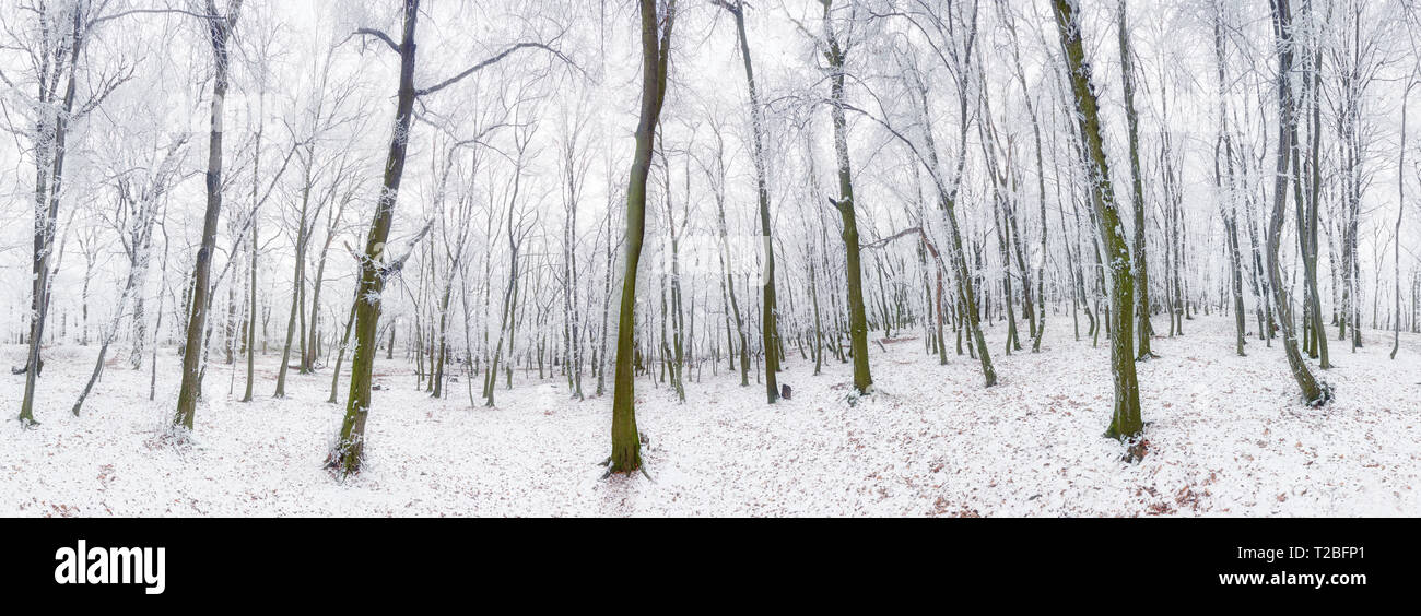 Panorama de la forêt d'hiver avec de la neige et des arbres Banque D'Images