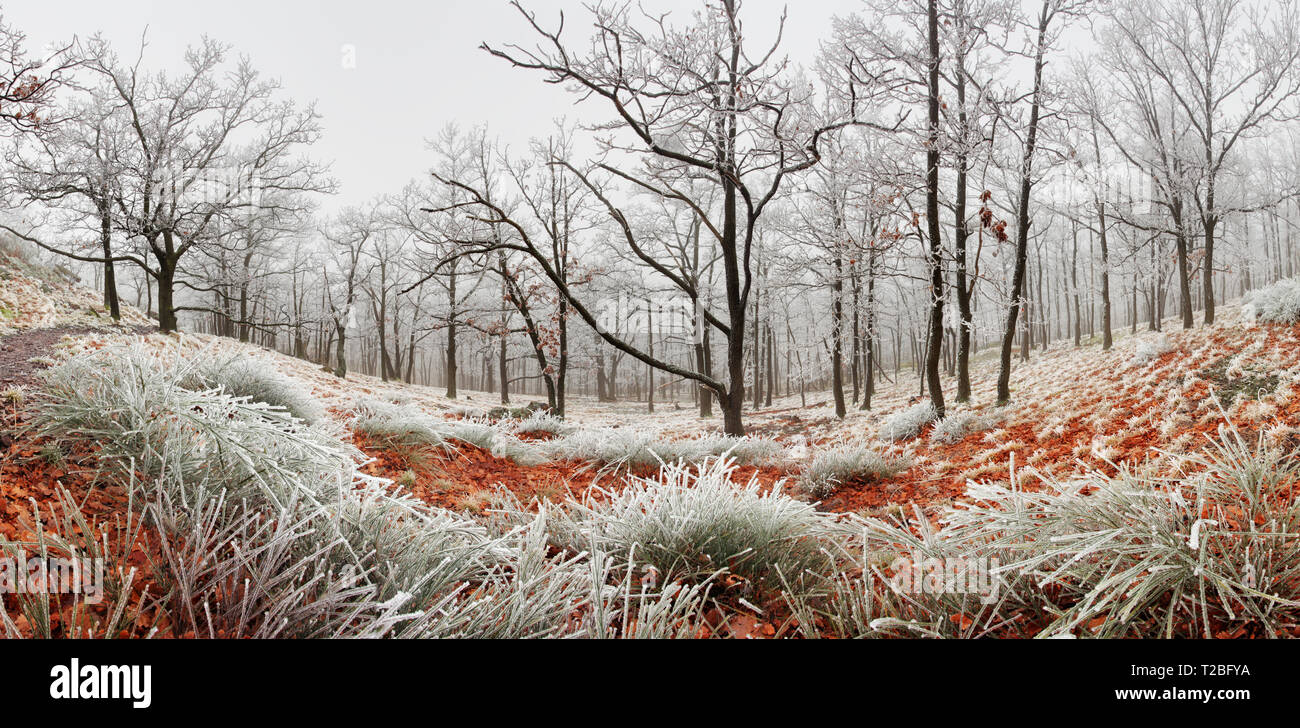 Forêt de brouillard d'hiver à Banque D'Images