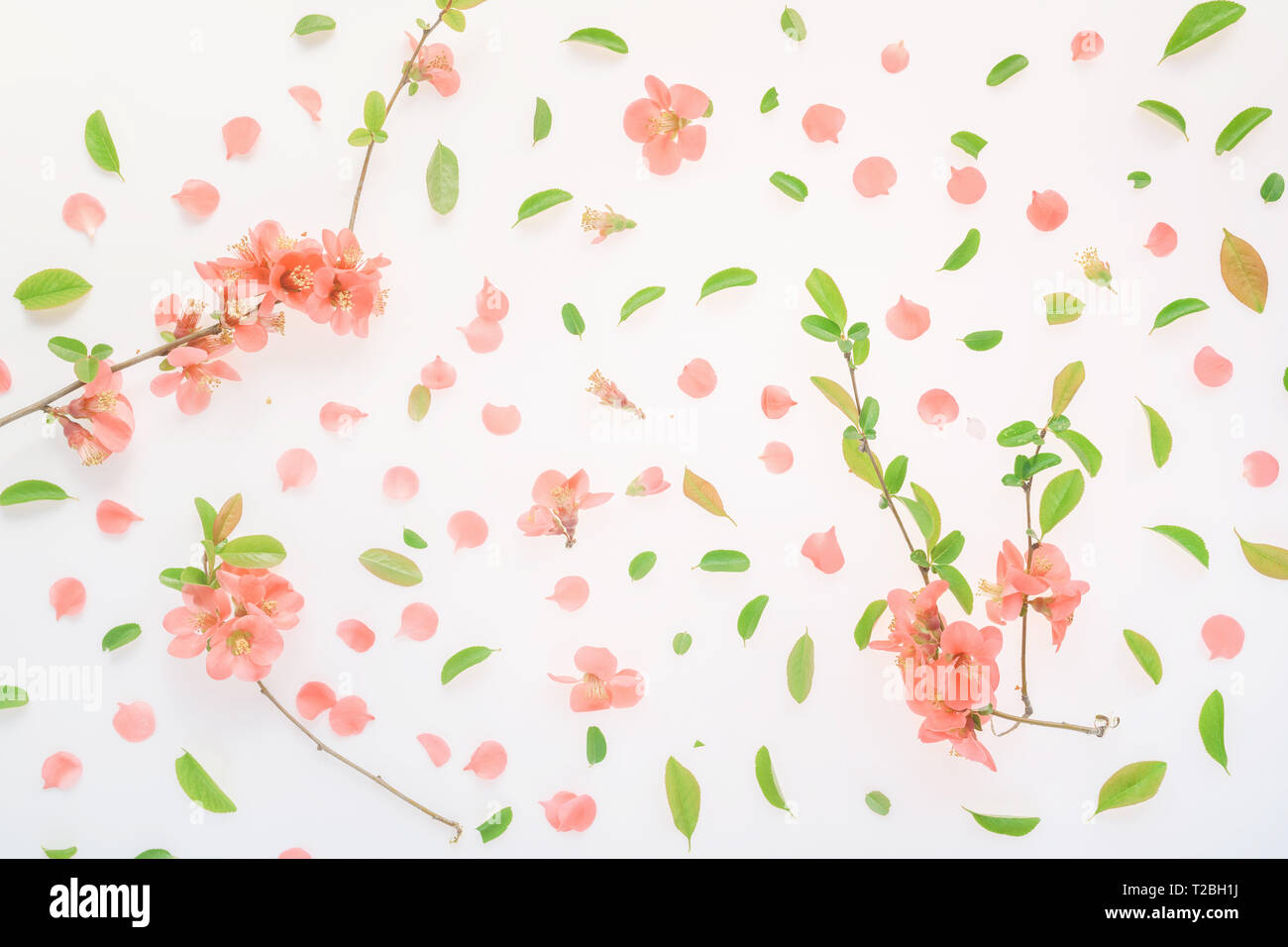 Printemps coloré décoration florale télévision jeter dessus avec des pétales de fleurs et de feuilles Banque D'Images