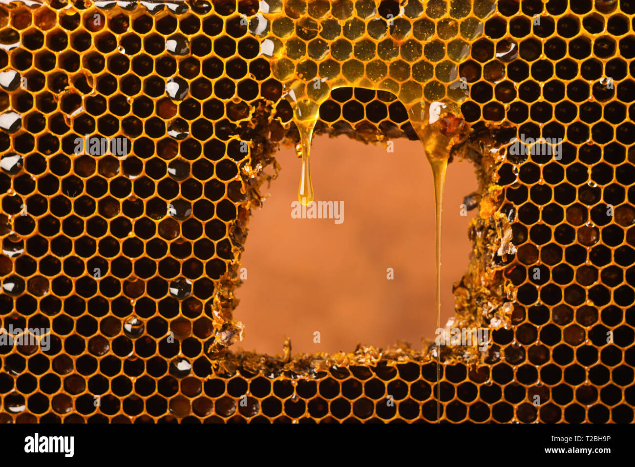 Une goutte de miel clair frais coule sur le miel. Le miel d'abeilles dans une couleur sombre. Le concept de produits sains et naturels. Le minimalisme dans l'alimentation Banque D'Images