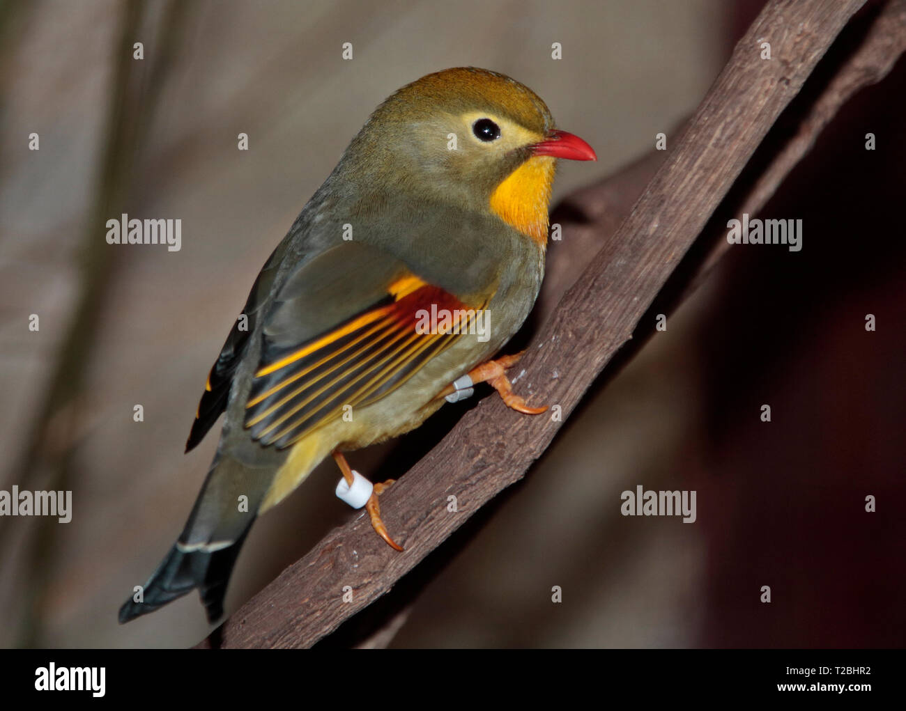 Pekin Robin (Leiothrix lutea) Banque D'Images