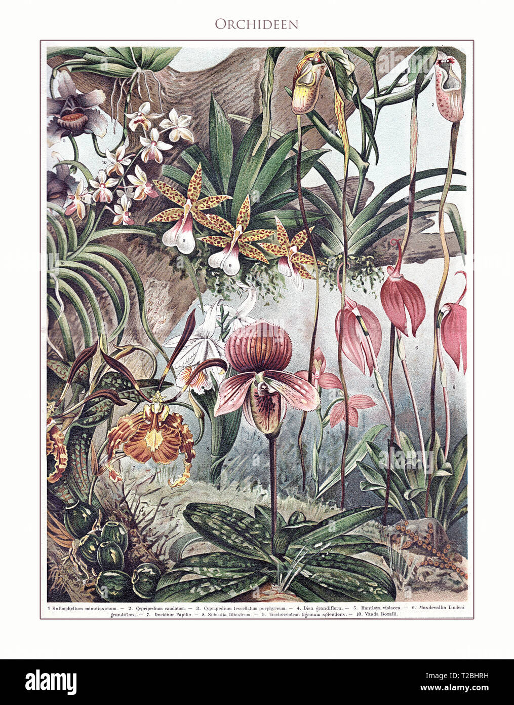 Orchidées - tableau illustré et Meyers Konversations-Lexikon restauré de 5. édition (1893-1901), Encyclopédie universelle en langue allemande. Banque D'Images