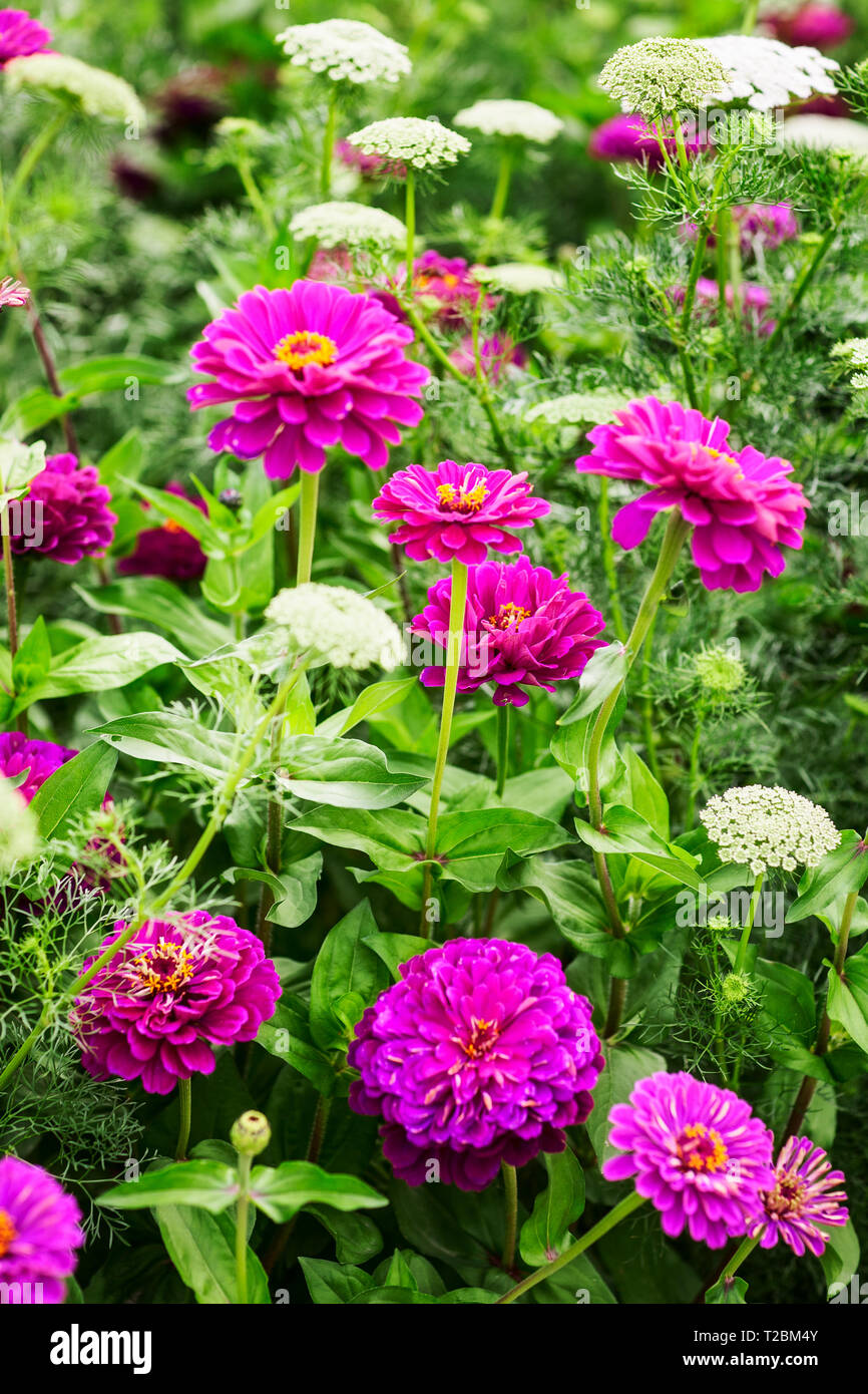White rose fleur jardin contexte en été. Parterre de fleurs, de dentelle et d'ammi visnaga zinnia. Le jardinage et les magnifiques paysages, les focu sélective Banque D'Images