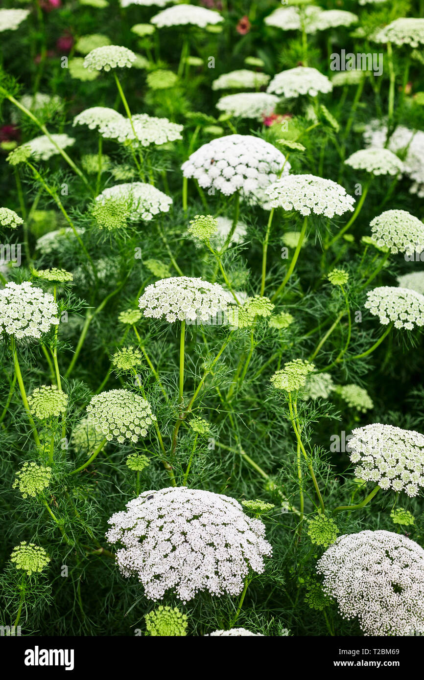 Fond blanc fleurs jardin en été. Parterre de fleurs de dentelle, Ammi majus et l'herbe. Jardinage et paysage magnifique, selective focus Banque D'Images