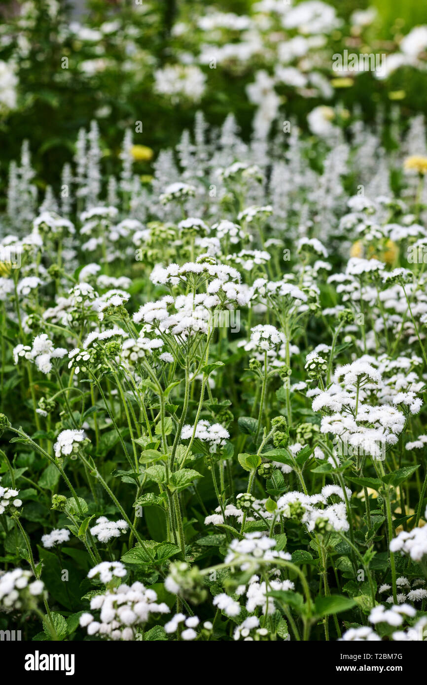Blanc fleur jardin contexte en été. Parterre de fleurs avec la soie dentaire, Ageratum houstonianum et l'herbe. Jardinage et paysage magnifique, sélective Banque D'Images