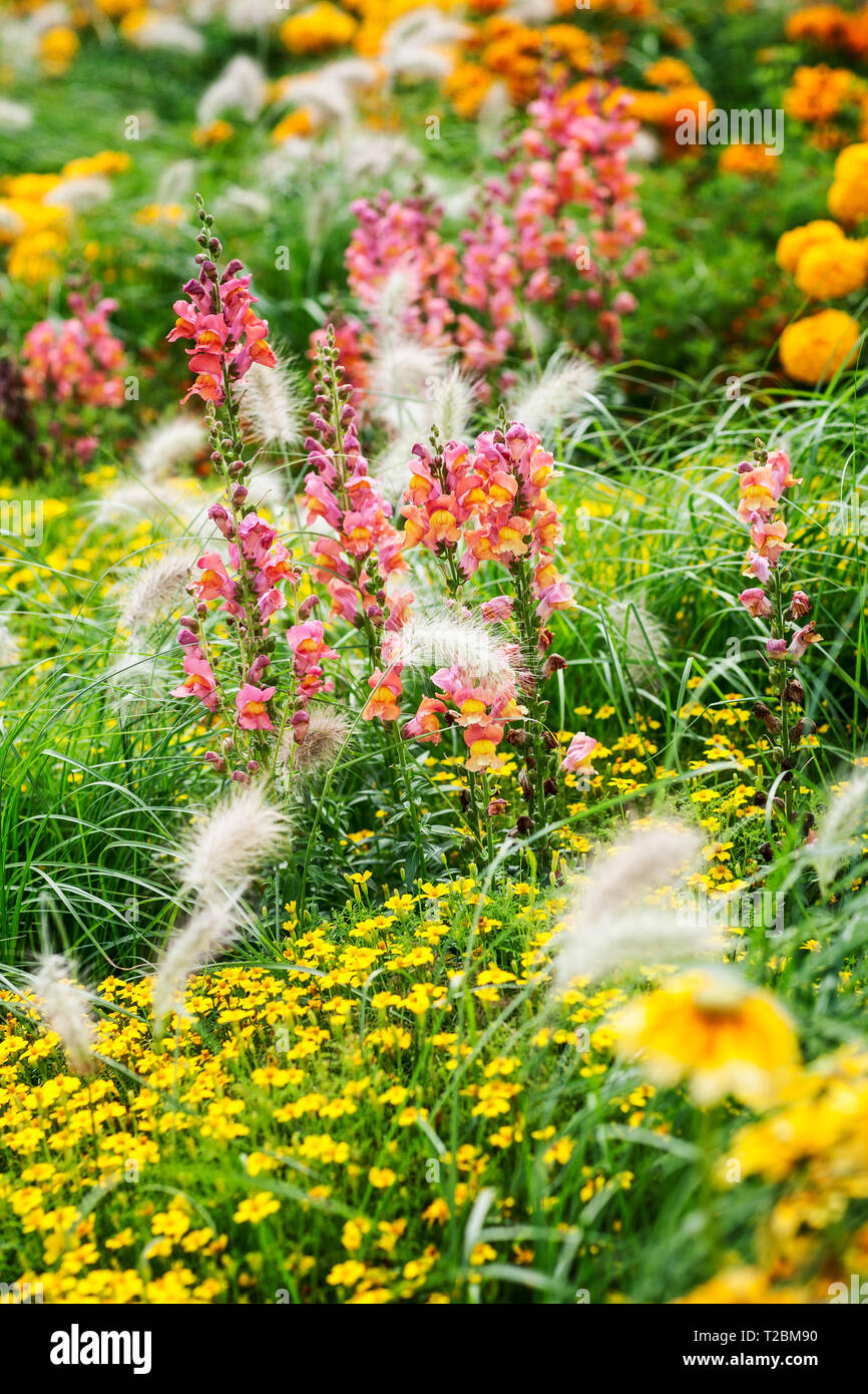 Fleur Rose jaune jardin contexte en été. Parterre avec snapdragon, échinacée, Marigold, tagetes et l'herbe. Jardinage et paysage magnifique, Banque D'Images