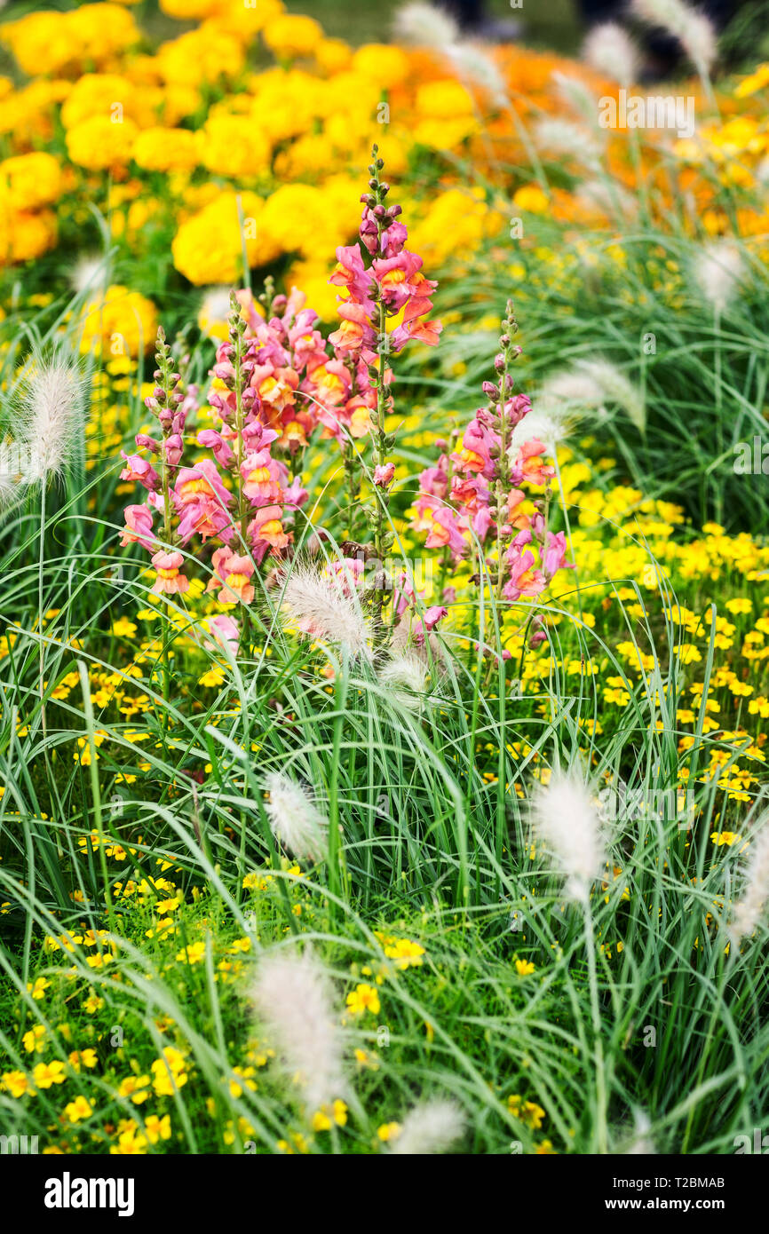 Fleur Rose jaune jardin contexte en été. Parterre avec snapdragon, échinacée, Marigold, tagetes et l'herbe. Jardinage et paysage magnifique, Banque D'Images