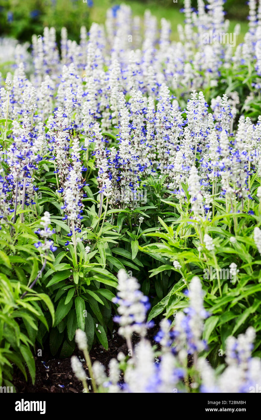 Bleu blanc fleur jardin contexte en été. Parterre de fleurs avec sage salvia, nemarosa. Jardinage et paysage magnifique, selective focus Banque D'Images