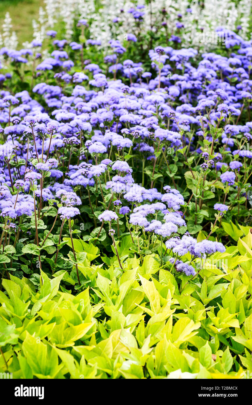 Bleu Jaune fleur jardin contexte en été. Avec héliotrope, parterre de fleurs et de feuilles de sauge. Le jardinage et les magnifiques paysages, les focu sélective Banque D'Images