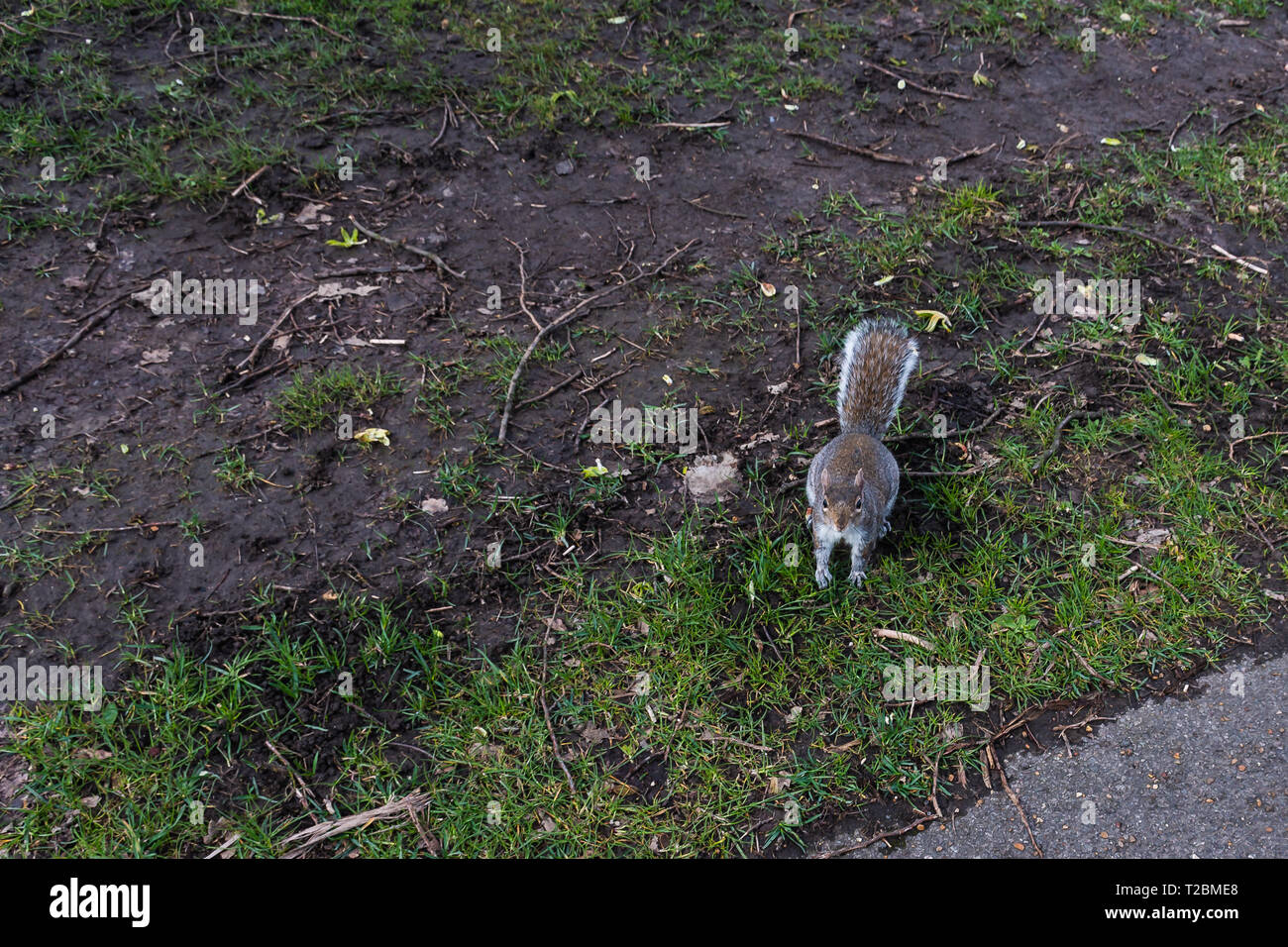 Eichhörnchen Squirrel - - - ardilla Banque D'Images