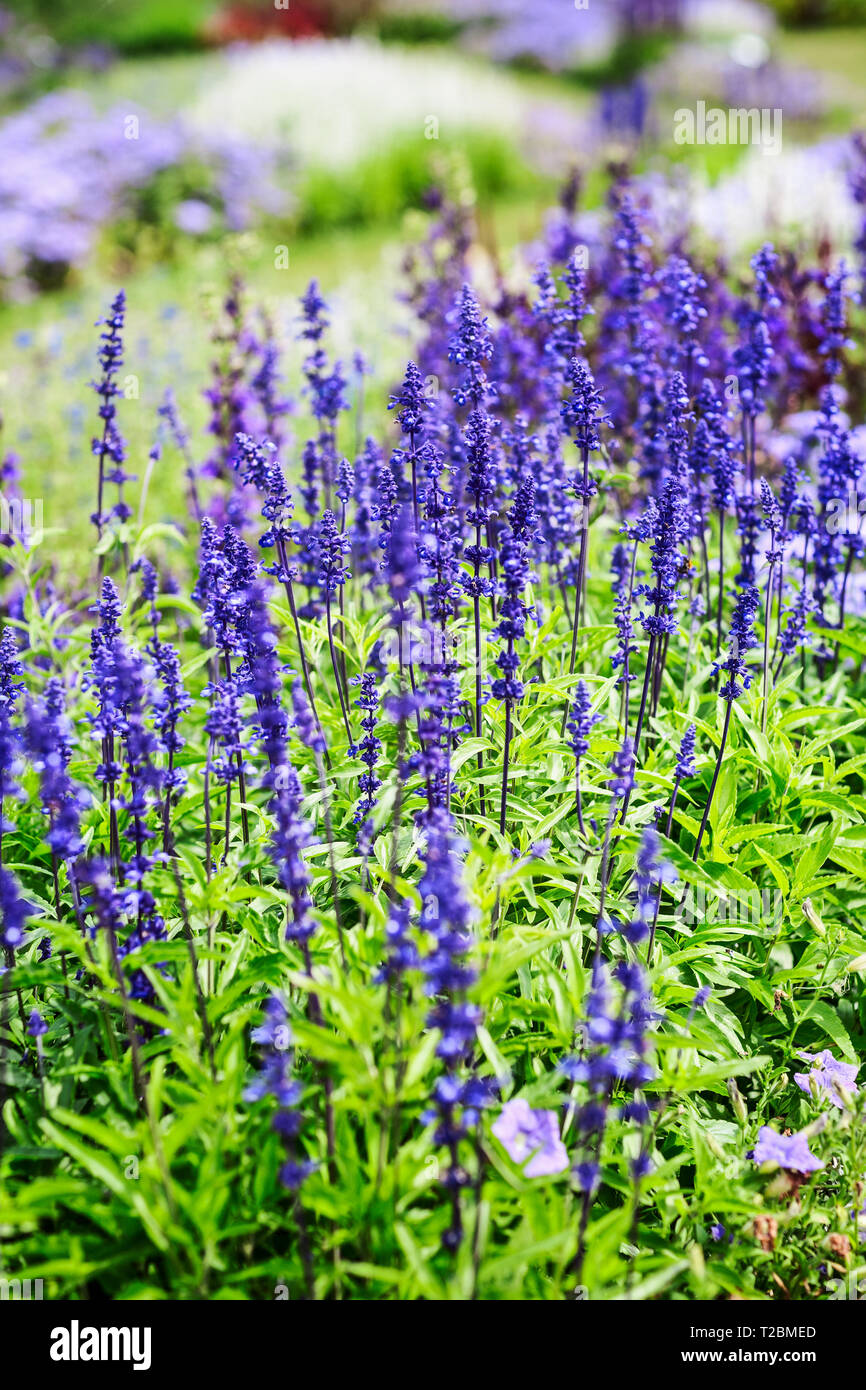 Fleur bleu fond jardin en été. Parterre de fleurs avec sage salvia, nemarosa. Jardinage et paysage magnifique, selective focus Banque D'Images