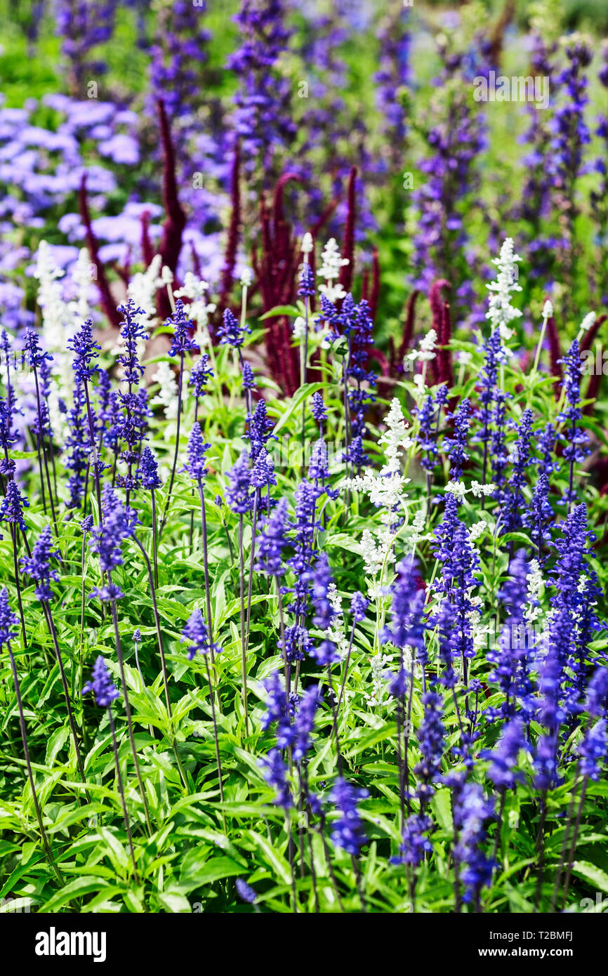 Fleur bleu fond jardin en été. Parterre de fleurs avec sage salvia, nemarosa. Jardinage et paysage magnifique, selective focus Banque D'Images