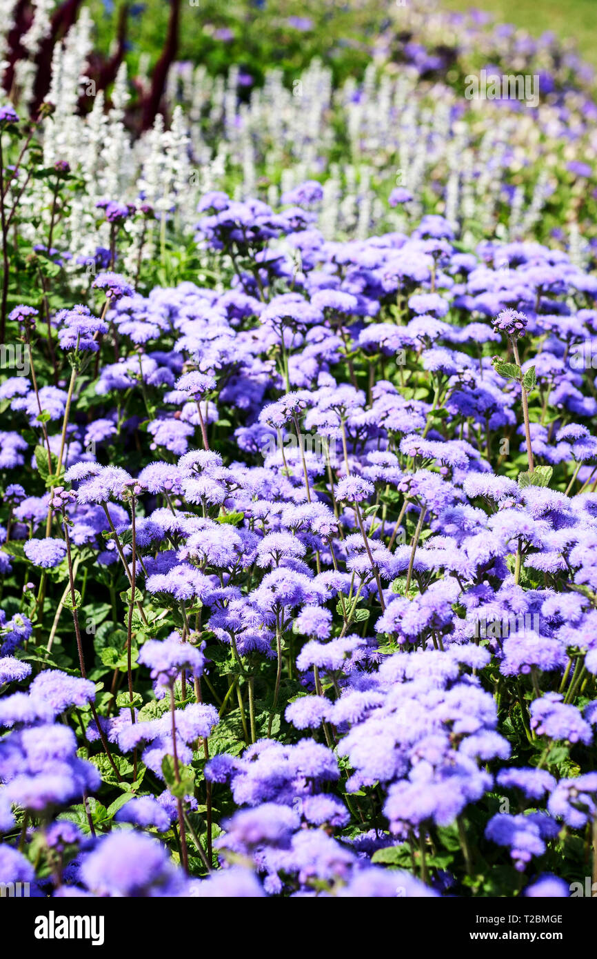 Fleur bleu fond jardin en été. Parterre de fleurs avec héliotrope et sage. Jardinage et paysage magnifique, selective focus Banque D'Images