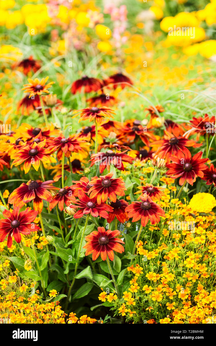 Fleur jaune jardin contexte en été. Parterre avec snapdragon, échinacée, Marigold, tagetes et l'herbe. Jardinage et paysage magnifique, selec Banque D'Images