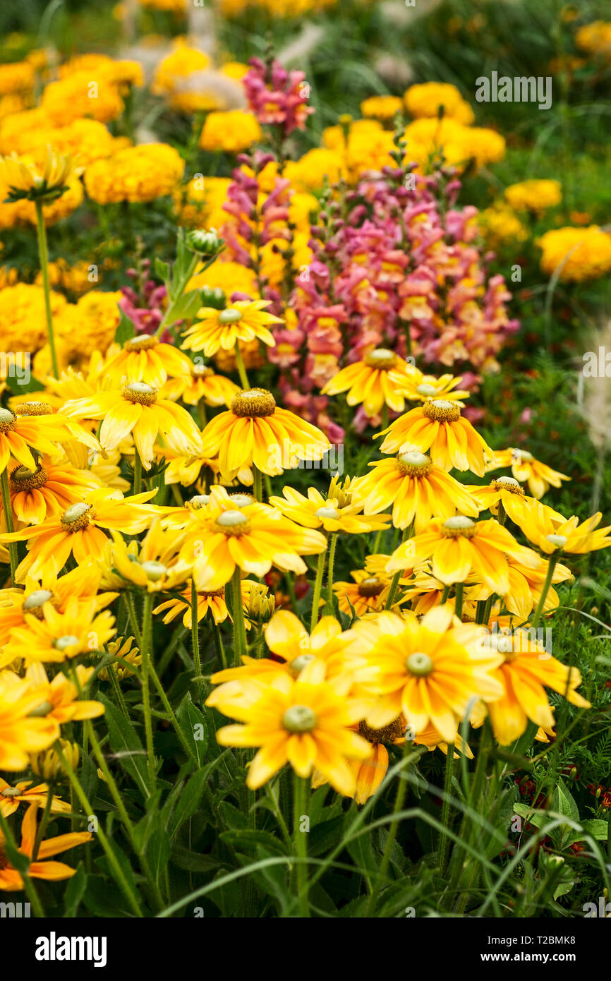 Fleur jaune jardin contexte en été. Parterre avec snapdragon, échinacée, Marigold, tagetes et l'herbe. Jardinage et paysage magnifique, selec Banque D'Images