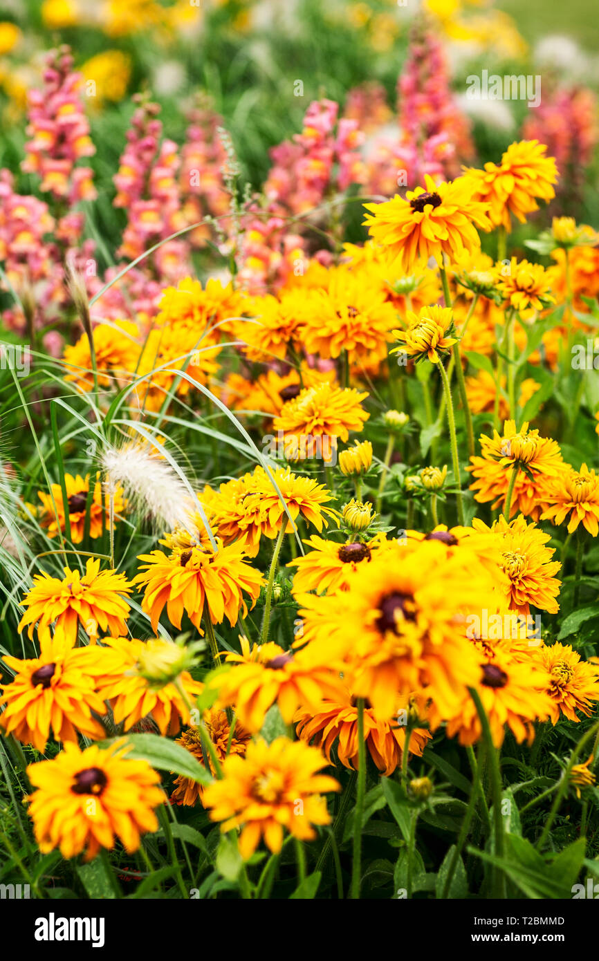 Fleur jaune jardin contexte en été. Parterre avec snapdragon, échinacée, Marigold, tagetes et l'herbe. Jardinage et paysage magnifique, selec Banque D'Images