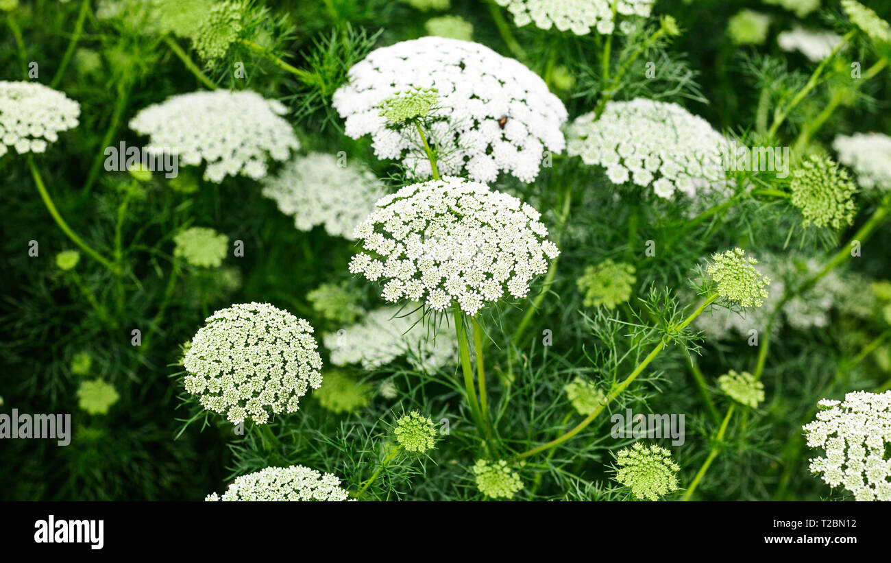 Fond blanc fleurs jardin en été. Parterre de fleurs de dentelle, Ammi majus et l'herbe. Jardinage et paysage magnifique, selective focus Banque D'Images
