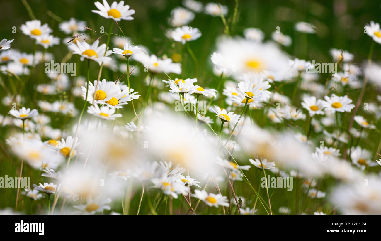 Blanc fleur jardin contexte en été. Parterre de fleurs et l'herbe avec Daisy. Jardinage et paysage magnifique, selective focus Banque D'Images