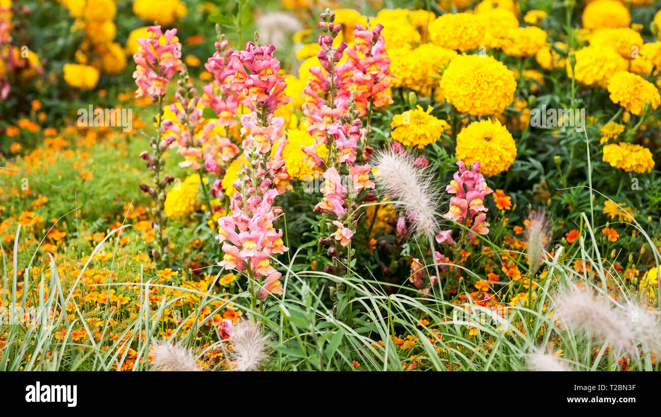 Fleur Rose jaune jardin contexte en été. Parterre avec snapdragon, échinacée, Marigold, tagetes et l'herbe. Jardinage et paysage magnifique, Banque D'Images