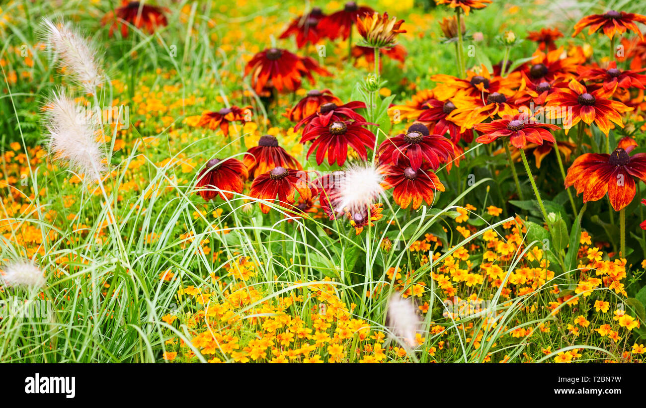 Fond jardin de fleurs en été. Parterre avec snapdragon, échinacée, Marigold, tagetes et l'herbe. Le jardinage et le paysage magnifique, les fo Banque D'Images