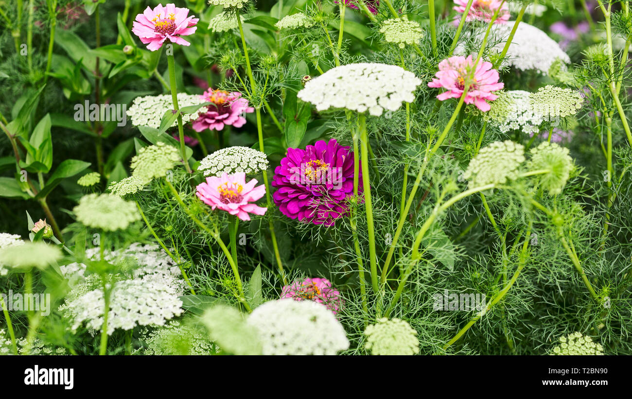 White rose fleur jardin contexte en été. Parterre de fleurs, de dentelle et d'ammi visnaga zinnia. Le jardinage et les magnifiques paysages, les focu sélective Banque D'Images