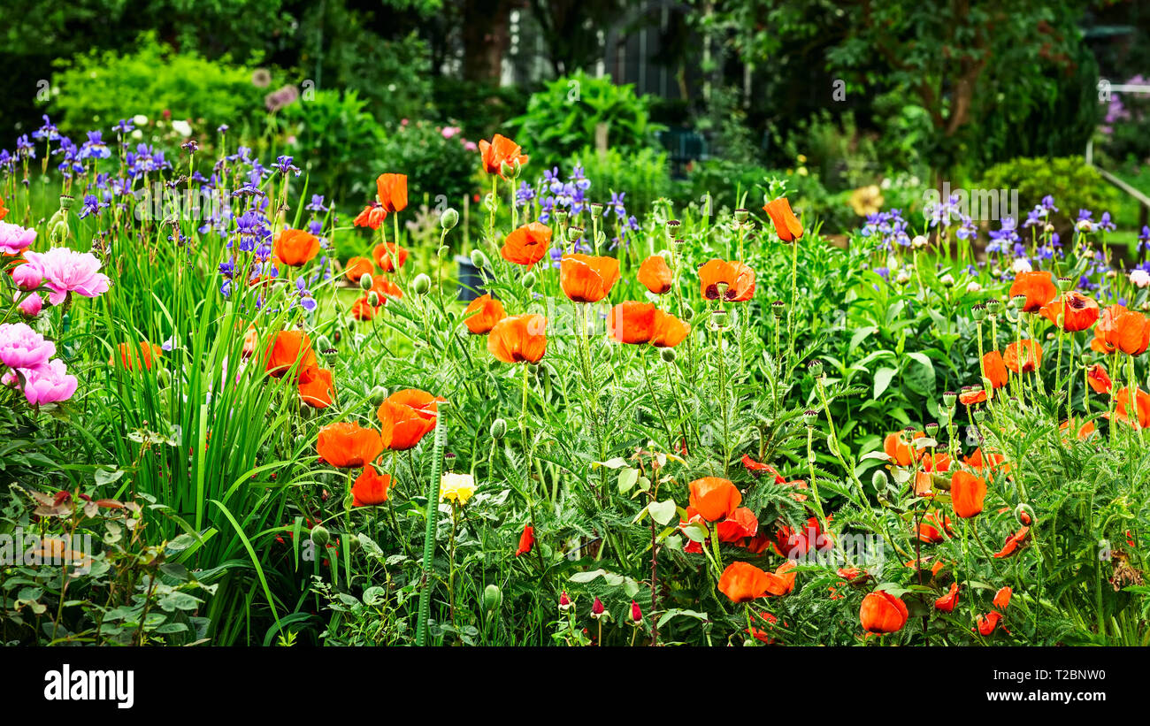 Fond jardin de fleurs en été. Parterre avec poppy, iris et pivoines. Jardinage et paysage magnifique, selective focus Banque D'Images